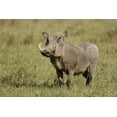 thumbnail image 2 of Morris, Arthur 18x13 White Modern Wood Framed Museum Art Print Titled - Kenya, Nakuru NP Warthog in standing pose, 2 of 4