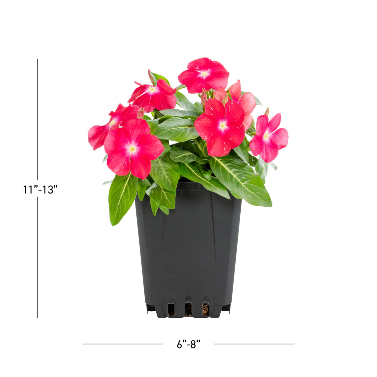 Expert Gardener Multicolor Vinca Live Annual Plant, 1 Pint Grower Pot, 6-Pack, Full Sun
