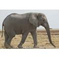 thumbnail image 2 of Kaveney, Wendy 14x11 Gold Ornate Wood Framed with Double Matting Museum Art Print Titled - Namibia, Etosha NP Side view of African elephant, 2 of 4