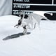thumbnail image 5 of Monstrate Dragón Adornos Modelo Artesanía Simulación Dinosaurio Decoración Estatua Decoración del hogar, 5 of 6