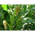 thumbnail image 3 of 1280 Trucker's FavoriteEGSC&nbsp;Yellow Dent Corn Seeds for Planting 1 Pound of Seeds Heirloom Non GMO Garden Vegetable Bulk Survival Hominy Wildlife Food Plot, 3 of 3
