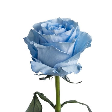 Tinted Blue Roses 50 Cm Fresh Cut 50 Stems Walmart Com