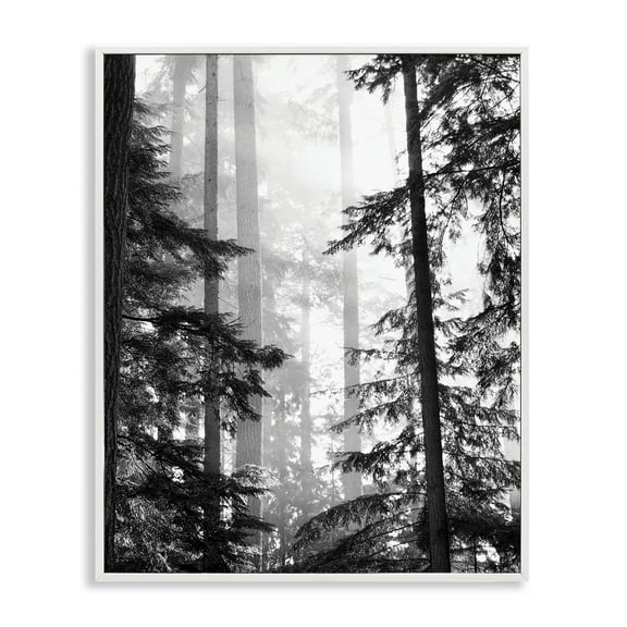 Forest Light Shining Through Tall Trees Landscape Photography White Framed Giclee Art, 24 x 30, Made In USA