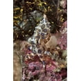 thumbnail image 2 of Shimlock, Jones 23x32 Gold Ornate Wood Framed with Double Matting Museum Art Print Titled - Indonesia, Papua Blue-ring octopus and coral, 2 of 4