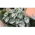 thumbnail image 4 of Blue Buddha Farm: Cranberry Star Caladium (2 Bulbs) - Easy to Grow Indoor or Outdoor Perennial Plant, 4 of 5