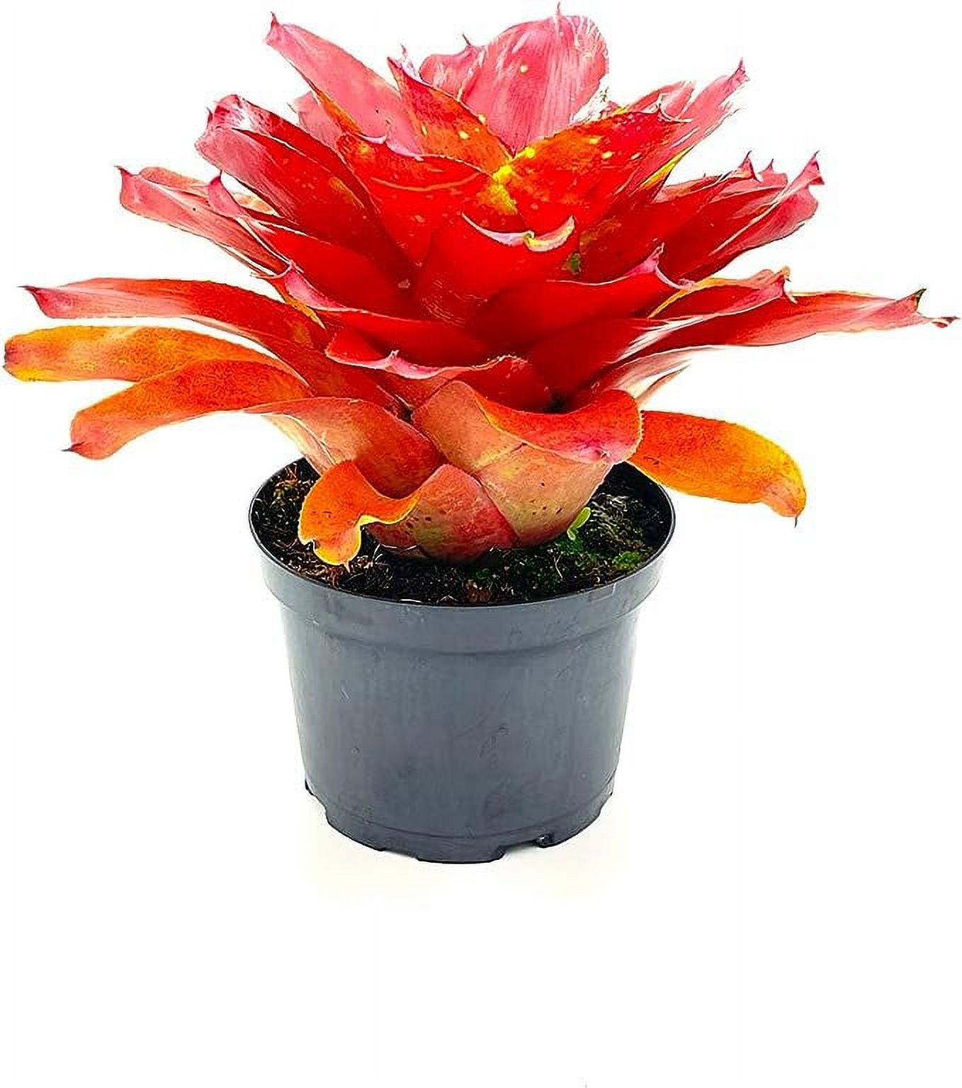 ragnaroc Live Plants – Bromeliad Neoregelia Lamberts Pride, 8-12" in 6" Pot - 1ct - Live Arrival Guaranteed - House Plants for Home Decor & Gift - image 3 of 5