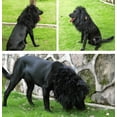thumbnail image 3 of Peluca con melena de león para perros Onmygogo, talla L, negra, 3 of 7