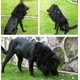 thumbnail image 3 of Peluca con melena de león para perros Onmygogo, talla L, negra, 3 of 7