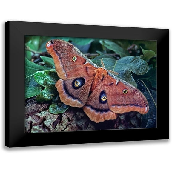 Fitzharris, Tim 14x12 Black Modern Framed Museum Art Print Titled - Polyphemus Moth