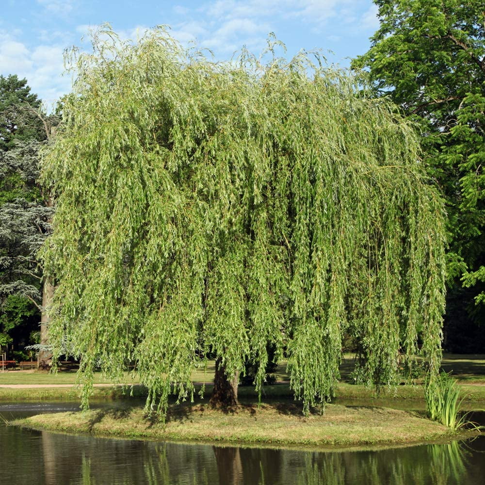 5-6ft weeping willow