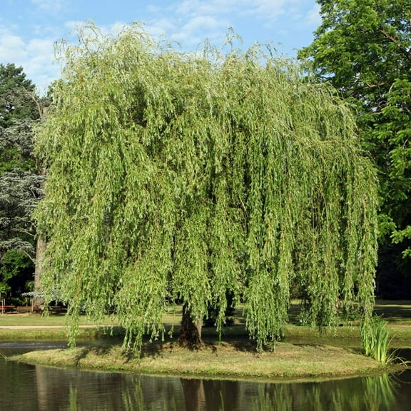 5-6ft Weeping Willow