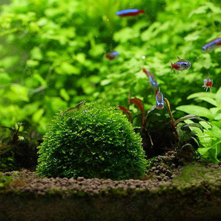 4pcs Aquarium Moss Balls,Live Aquarium Plants Green Moss Decorative Ball for Fish Tank Ornaments Freshwater Terrarium Moss Decoration, Size: One Size