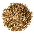 thumbnail image 3 of Organic Arugula Sprouting Seeds, 1 Pound — Non-GMO, Raw, Vegan, Sproutable — by Food to Live, 3 of 8
