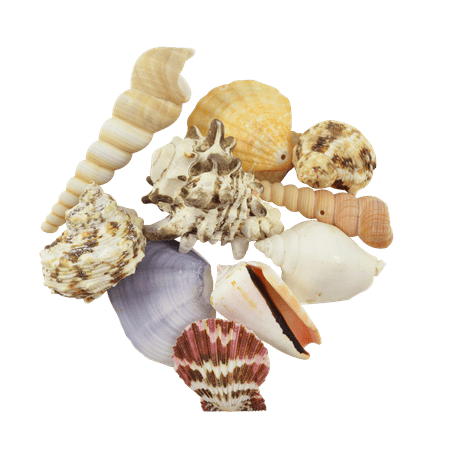 Assorted Philippines Shells for Crafts 1.25-2.5