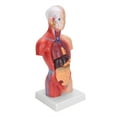 thumbnail image 3 of Human Torso Model, Durable Meticulous Accurate Anatomy Human Torso Model  for Schools for Teaching Tool for Physical Health Teaching for Hospitals, 3 of 8