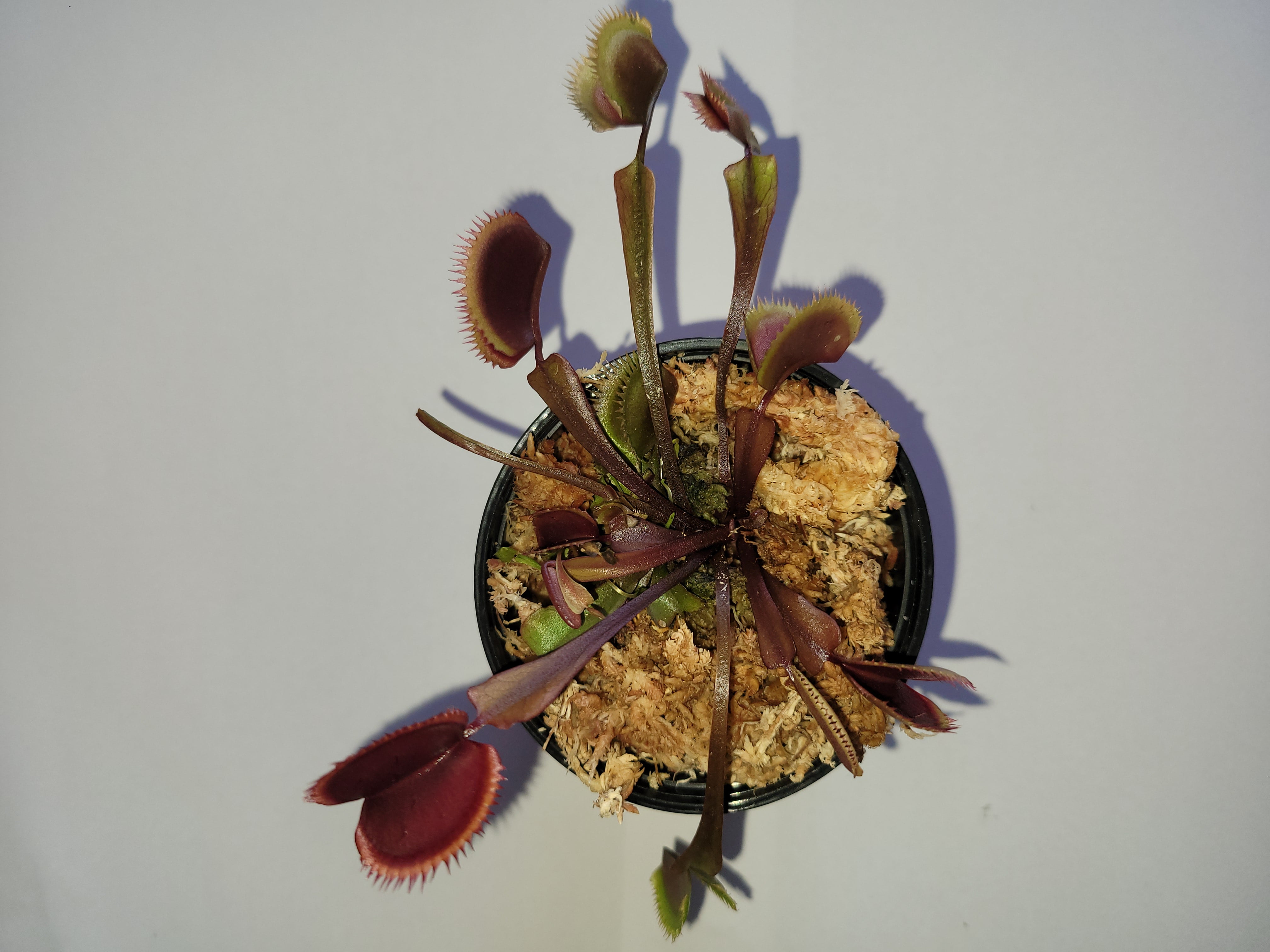 Dionaea Muscipula - Lot de 3 - Plante carnivore - Pot 5,5cm - Hauteur  5-10cm - FloraStore