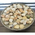 thumbnail image 1 of Assorted Decorative Sea Shells - 2 Bags Large -- Case of 20 bags, 1 of 1