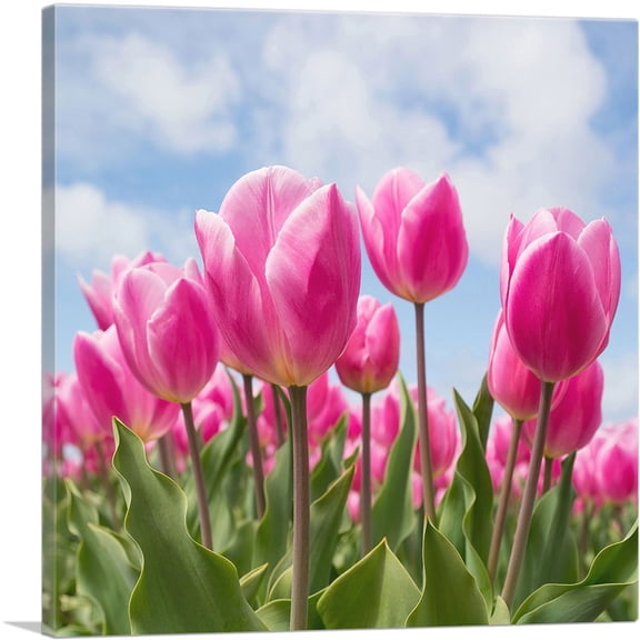 ARTCANVAS Pink Tulips Closeup Canvas Art Print - Size: 18" x 18" (0.75" Deep)