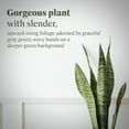 thumbnail image 2 of American Plant Exchange Sansevieria Zeylanica Snake Plant in 10" Pot, Green & White Striped Foliage, Low-Light, Easy Care Houseplant, 2 of 5