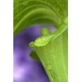 thumbnail image 2 of Rotenberg, Nancy 23x32 Black Ornate Wood Framed with Double Matting Museum Art Print Titled - Of Jack-in-the-Pulpit with violet background, 2 of 4