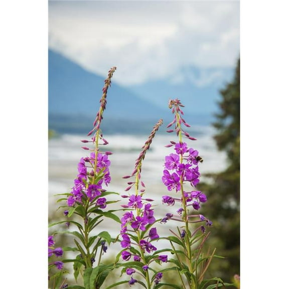 Fireweed  with the Alaskan Susitna River in the background. Poster Print