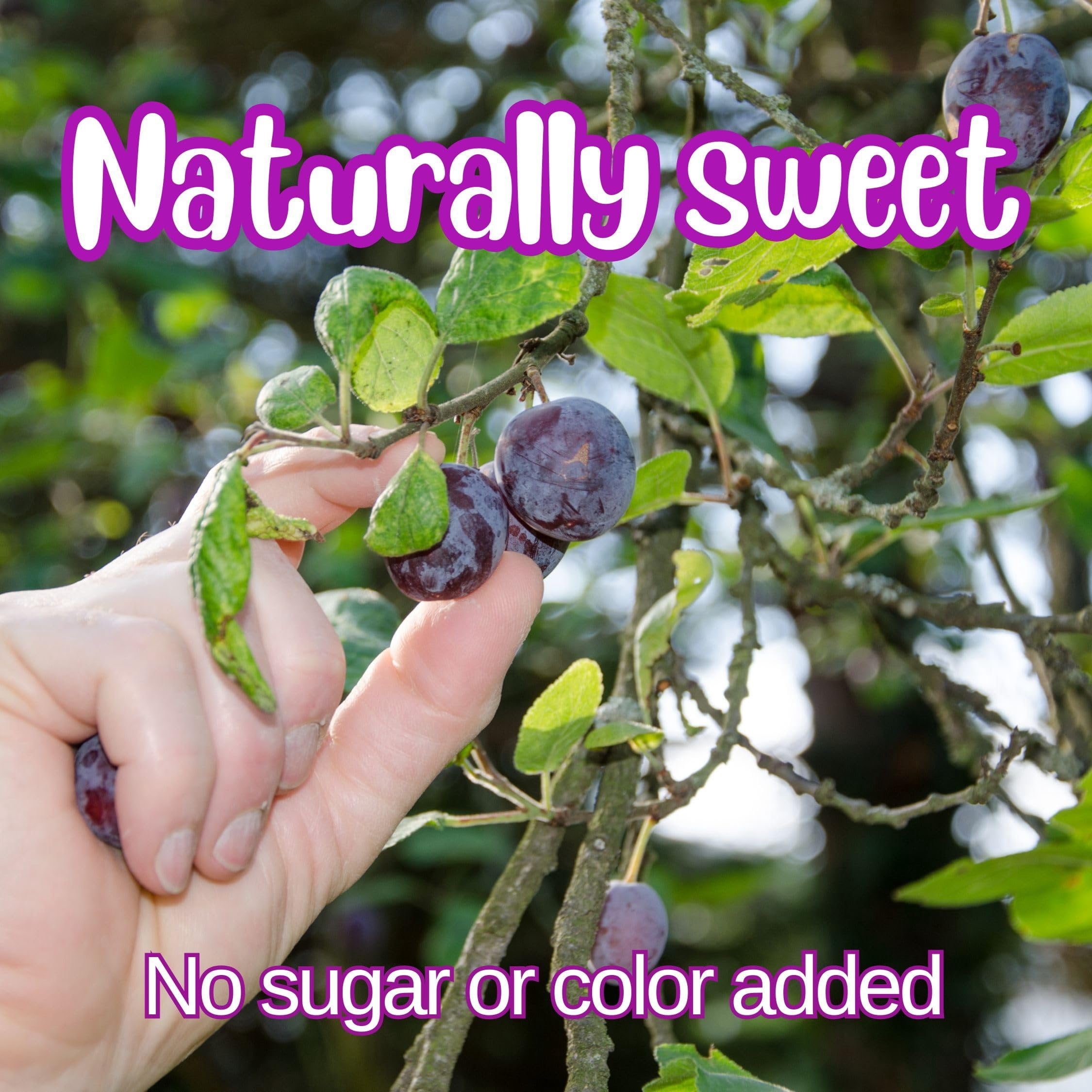 Dried Pitted Prunes Unsweetened by It's Delish, 3 Lbs Jumbo Container  Naturally Sweet, No Sugar Added, High Fiber Dried Fruit Snack  Healthy, Moist and Fresh Dry Plums  Vegan, Kosher