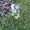 Khaki, variant on I Saw It Dog Poop Sign With Bag Holder Funny Pet Waste Warning Yard Insert Sign For Responsible Owners