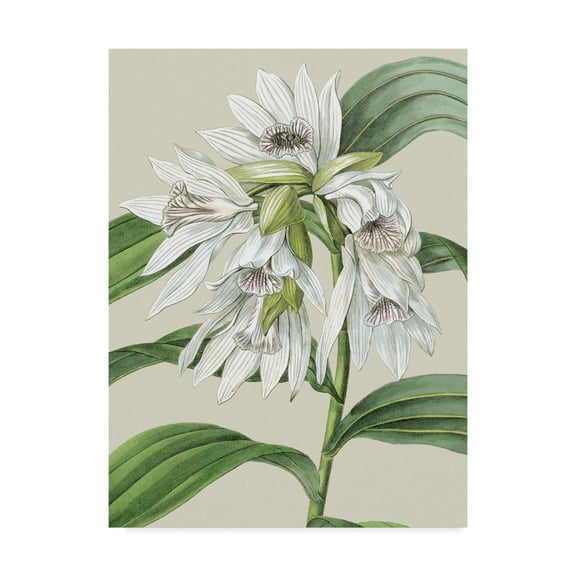 Trademark Fine Art 'Small Orchid Blooms III' Canvas Art by Vision Studio