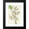 thumbnail image 2 of Mary Vaux Walcott 14x18 Black Modern Framed Museum Art Print Titled - Flowering Dogwood (Flower). Cornus Florida (1925), 2 of 5