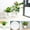 S-3.94" x 5.12", variant on Self Watering Pot for Indoor Plants,Small Plant Pot,African Violet Pot Self Watering,Bottom Watering Pot,Clear Glass Planter for Small Houseplants