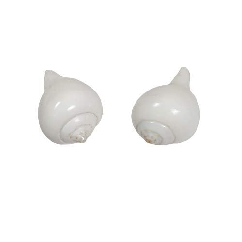 Dakshinavarti Pooja Shankh White Conch, Paal Sangu Pack of 2 By Indian Collectible