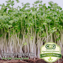 Honest Seed 36000 Broccoli Microgreen Plant Seeds, Non-GMO