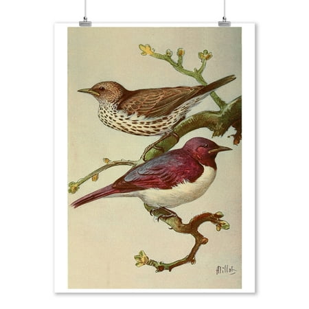 Elle Decor Magazine - Birds - The 1921 Avicultural Magazine - Vintage Bookplate - Adolphe Millot Artwork (9x12 Art Print, Wall Decor Travel Poster)