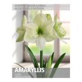 thumbnail image 1 of Amaryllis Luna (1 Bulb), 1 of 2