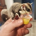 thumbnail image 2 of Sugar Glider Treat Bundle- Treats with Mix of Fruity Treats, Dried Insects, & Agave Sticks - for Sugar Gliders- Sample Variety, 2 of 13