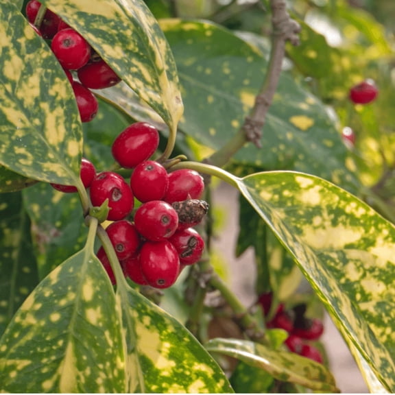 Picturata Aucuba, Spotted Laurel - Aucuba japonica 'Picturata'