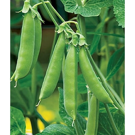 Peas Sugar Snap Seed - 1 Packet (Best Sugar Snap Peas)