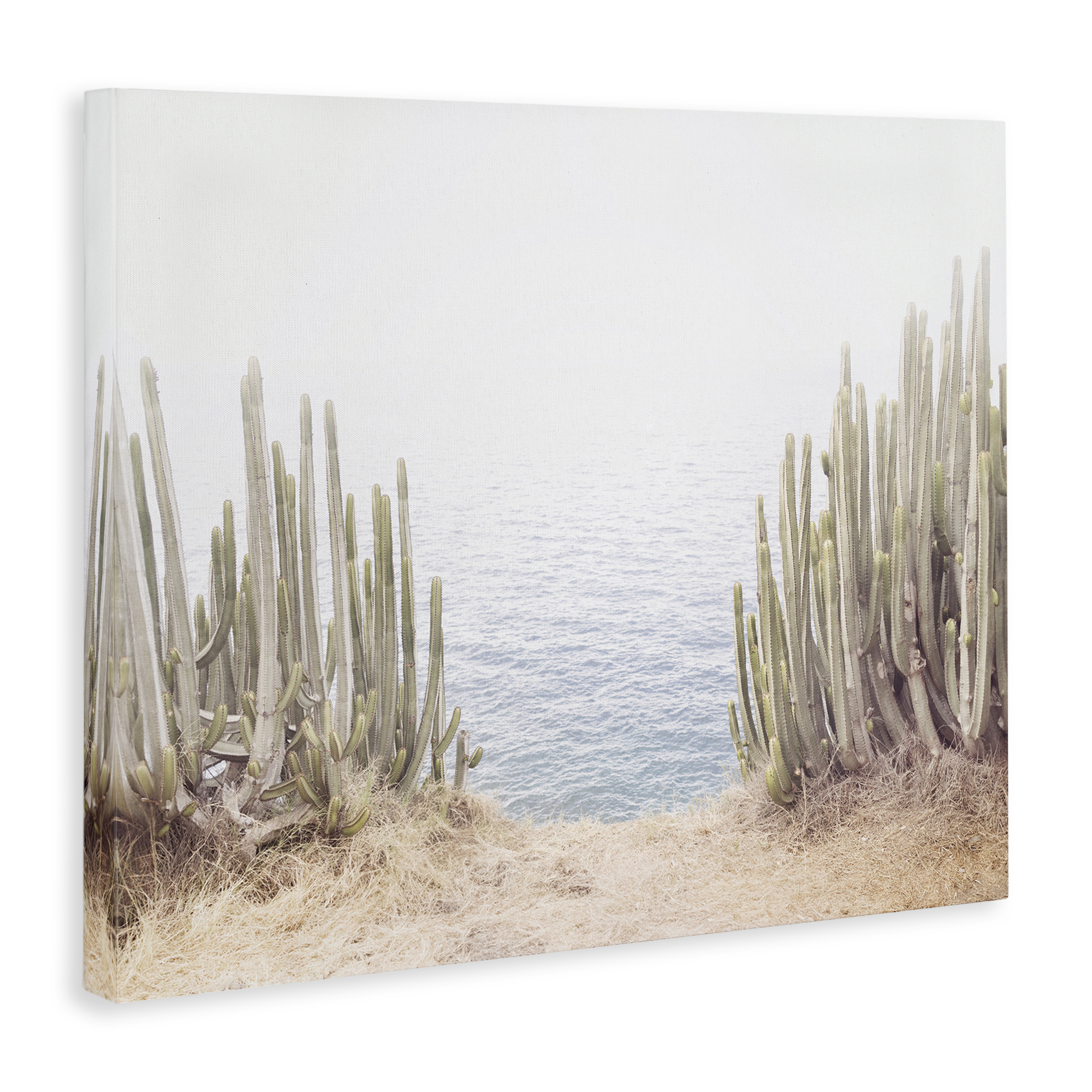 Stupell Industries Seaside Cacti Plants Nautical & Beach Photography Wrapped Canvas Art Print Wall Art, 40 x 30
