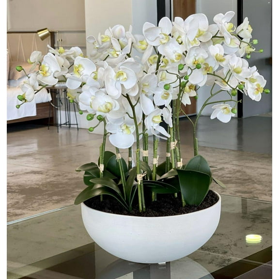 Moth Orchid-Phalaenopsis-Air Purifying Indoor Plant  4" Pot