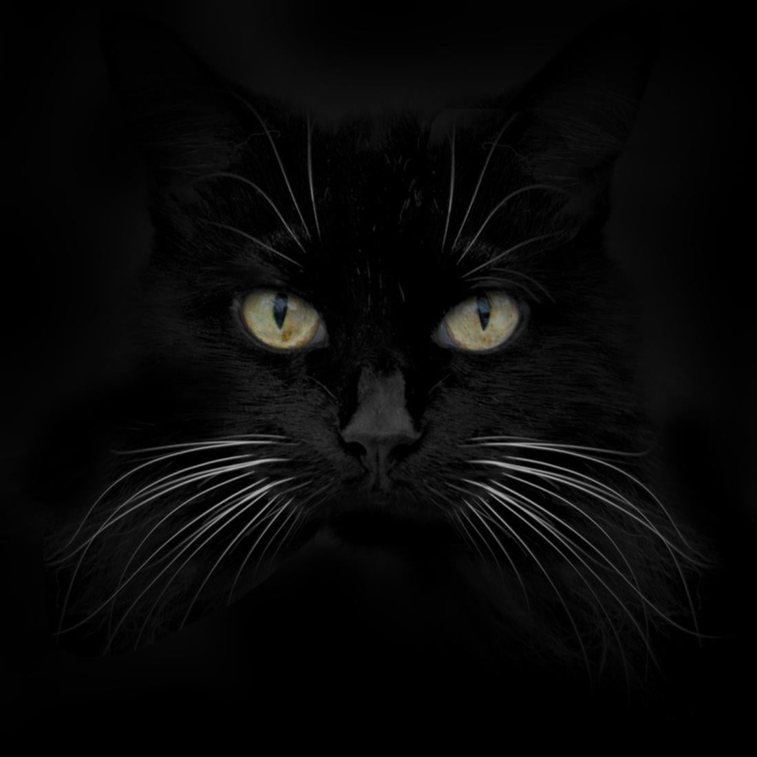 Black Cat Desktop Backgrounds My Xxx Hot Girl