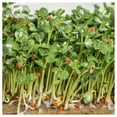 thumbnail image 5 of Everwilde Farms - 2000 Florida Broadleaf Mustard Seeds - Gold Vault Jumbo Bulk Seed Packet, 5 of 5