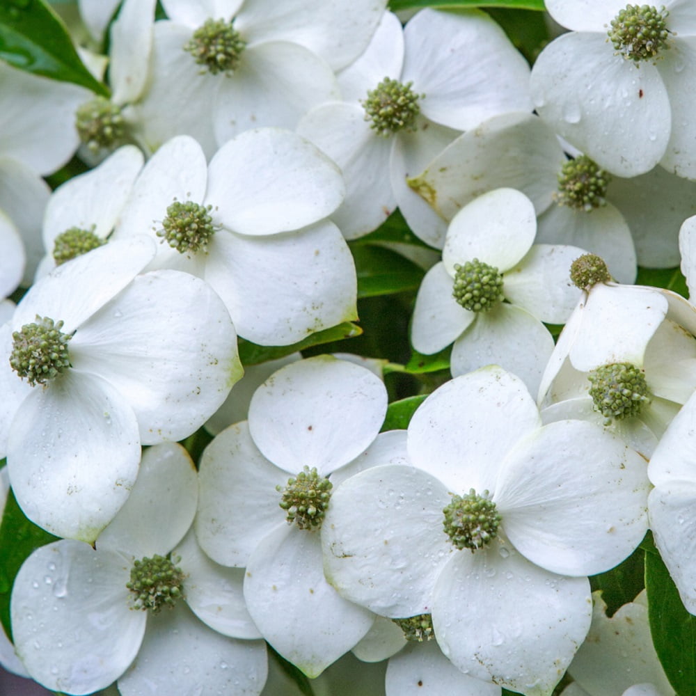 Empress of China Dogwood Tree (2.5 Quart) Flowering Evergreen with