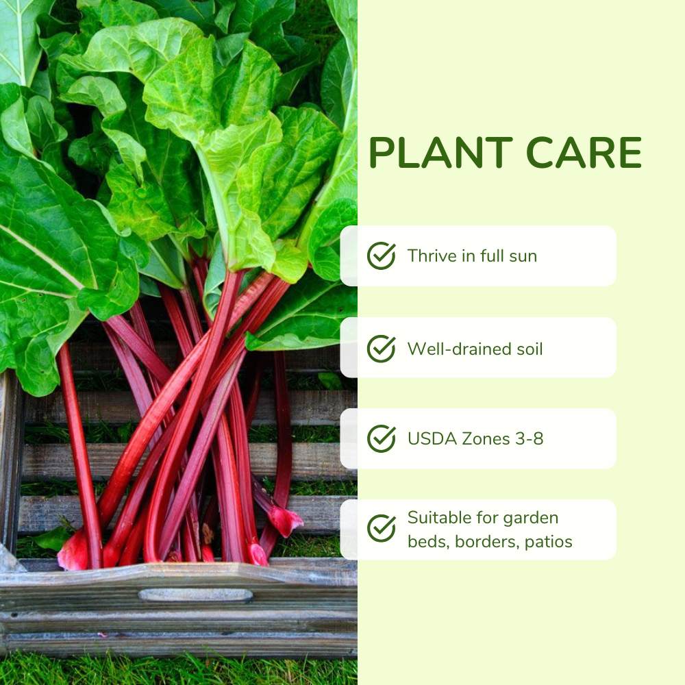 Set 5 Rhubarb Root Plant for Planting, Fresh Rhubarb Plants Live Root, Large Rhubarb Rhizomes, Well-Rooted for Outdoor Planting
