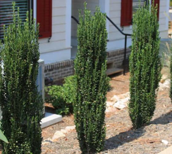 Sky Pencil Japanese Holly Tree Live Plant ( QT )