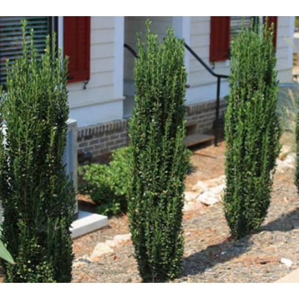 Sky Pencil Japanese Holly Tree Live Plant ( QT )