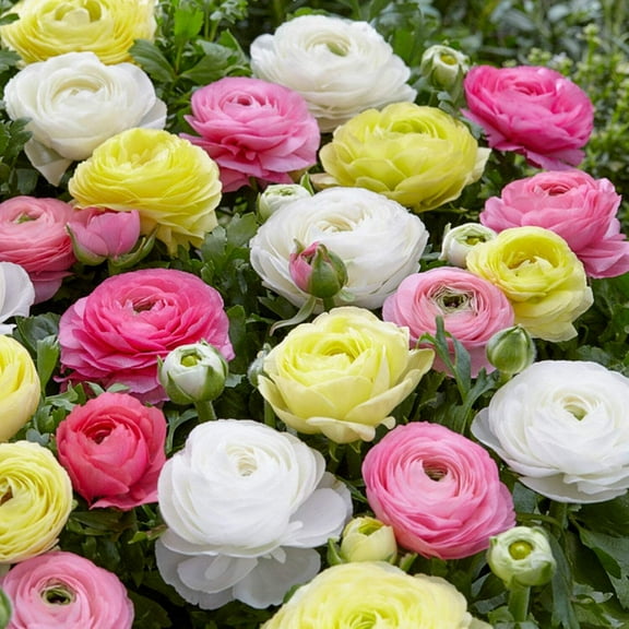 Easy to Grow Ranunculus Pastel Mix 10 Buttercup Plant Bulbs Spring Flowers Zones 8-10