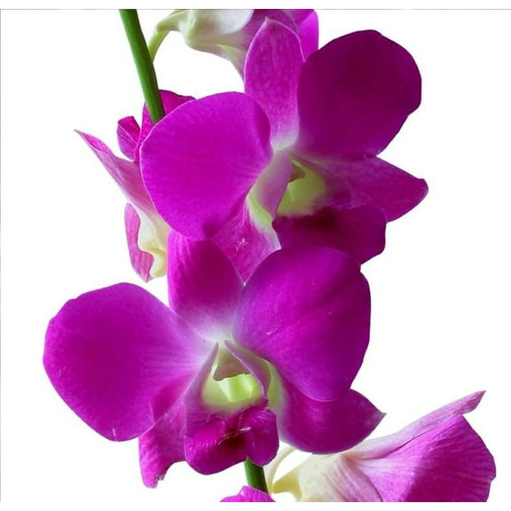Live Purple Pink Dendrobium Orchid Plant 2" Pot 4 - 6" Tall No Bloom