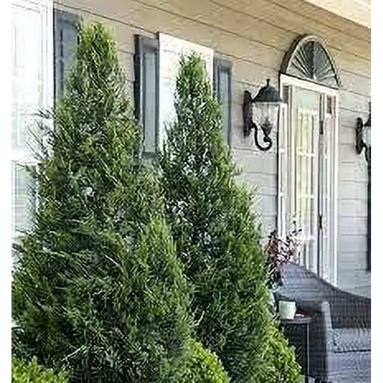 Hetzi Columnar Juniper 3 Live Gallon Size Trees Juniperus