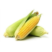 Golden X Bantom Corn Seeds, 50 Heirloom Seeds Per Packet, Non GMO Seeds