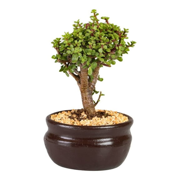 Planta de sombra clase B en maceta por pieza